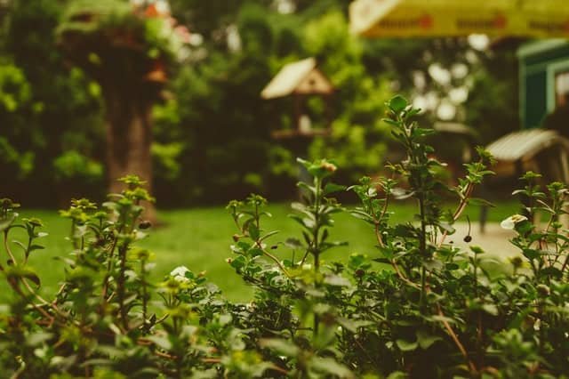 Un amplio jardín lleno de hierba y hierbas.