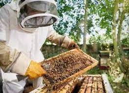 cara memulai peternakan lebah