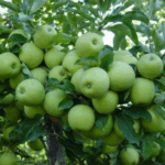 Apple Farming in Nigeria: A step-by-step guide