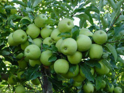 Apple Farming ing Nigeria: Pandhuan langkah-langkah