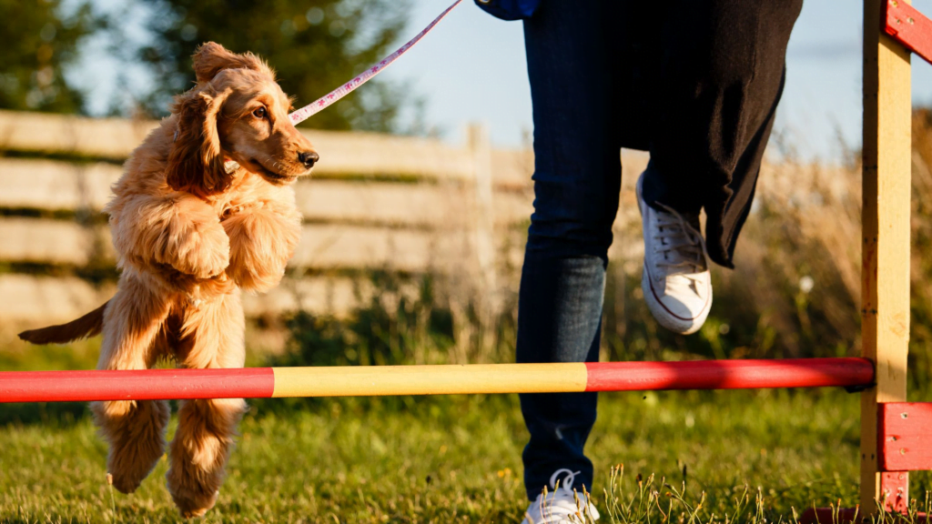 Man training a dog.