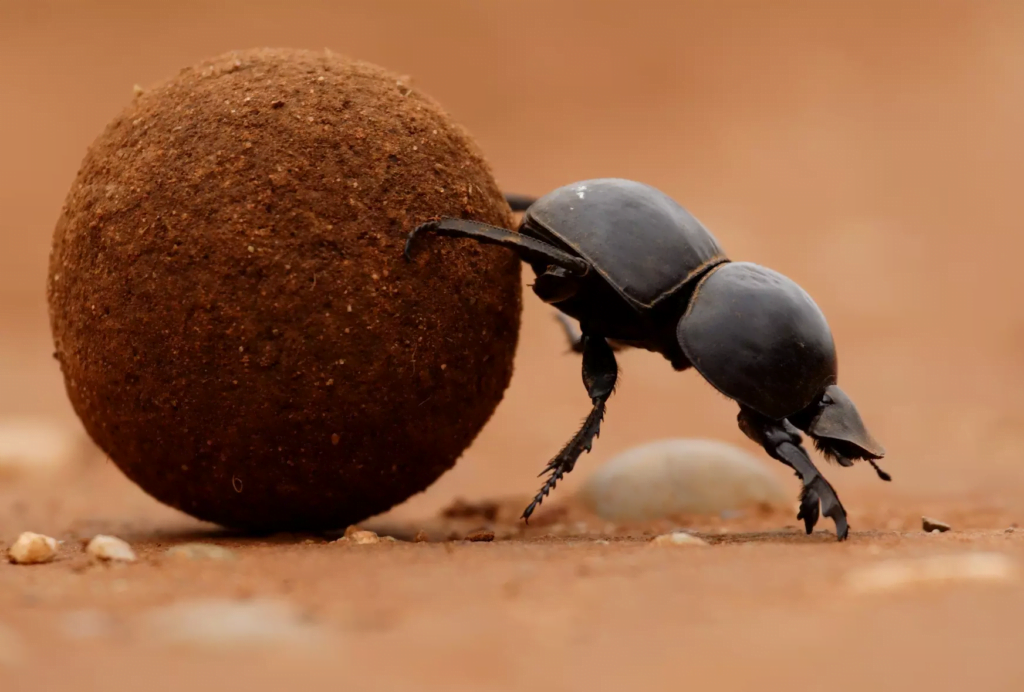 Dung beetles are the strongest insects and the strongest animals by strenght relative to body size