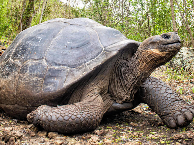 A tartaruga gigante é um dos animais mais lentos em terra.