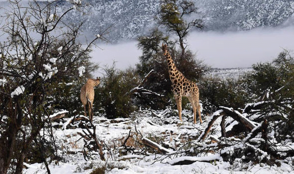 Snow in Africa