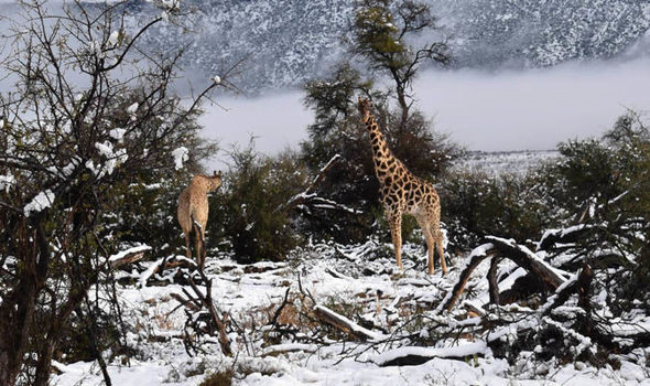 Nieve en África
