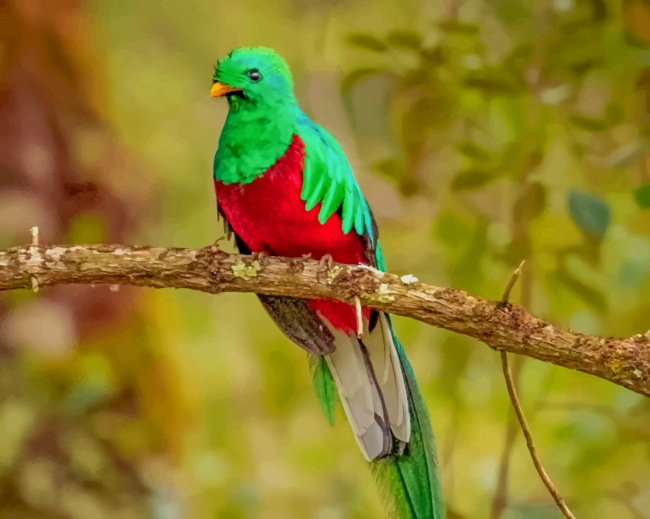 pájaro quetzal