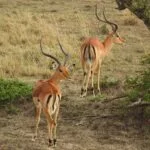 The Most Interesting And Fun Places To Visit In Kenya 33 AtlanticRide