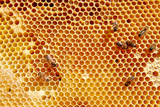 Beeswax | How to make vaseline