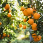 Facts About an Orange