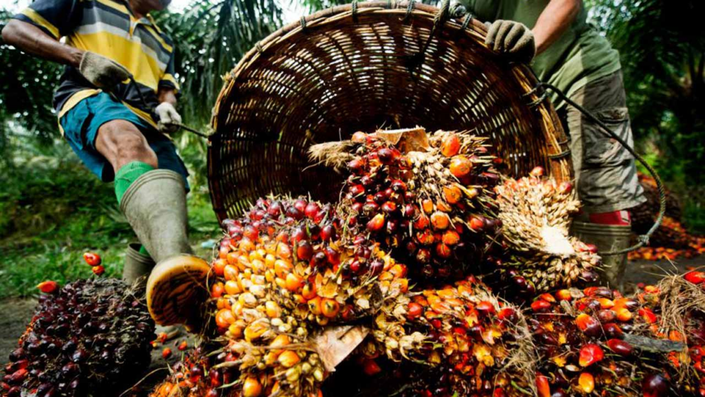 El negocio de comercialización de aceite de palma es un negocio que puede comenzar con un millón